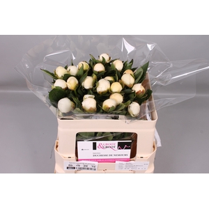 Paeonia Duchesse De Nemours | Heavy Quality