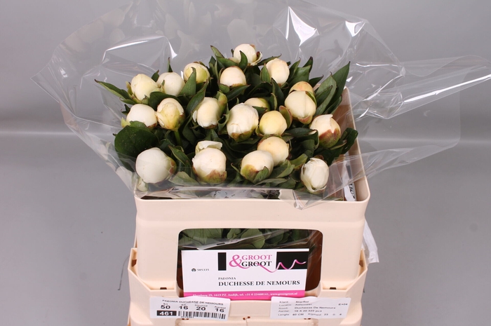 <h4>Paeonia Duchesse De Nemours | Heavy Quality</h4>