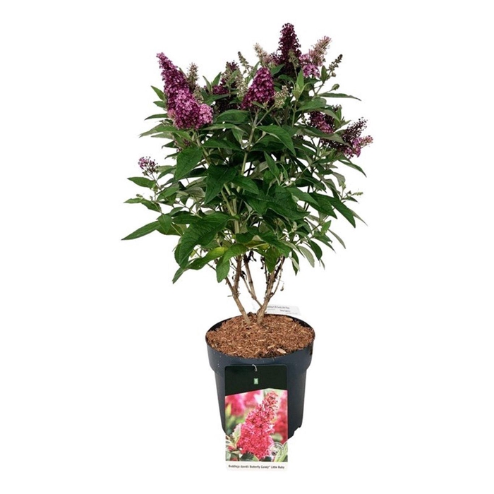 <h4>Buddleja d. B. Candy Little Ruby</h4>