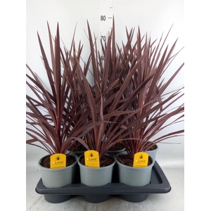Cordyline austr. 'Red Star'