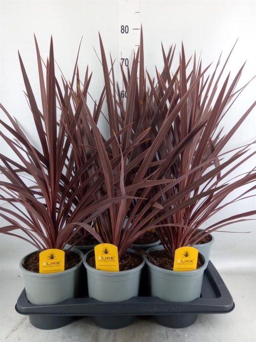 <h4>Cordyline austr. 'Red Star'</h4>