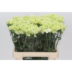 Dianthus St Lady Moe