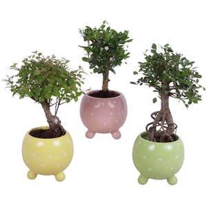 Bonsai Indoor Mix Ø09cm Ball Shape in Ø11cm Ball Dots Pot
