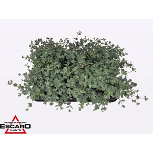 Sedum sieboldii