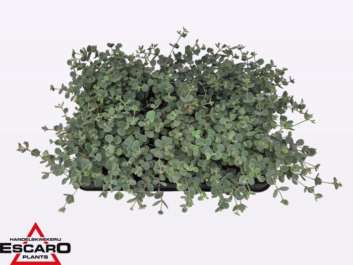 <h4>Sedum sieboldii</h4>