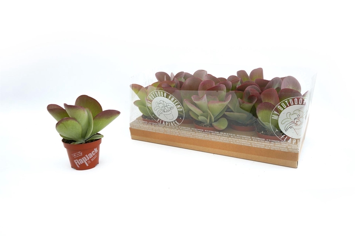 <h4>Kalanchoe NF thyrsiflora</h4>