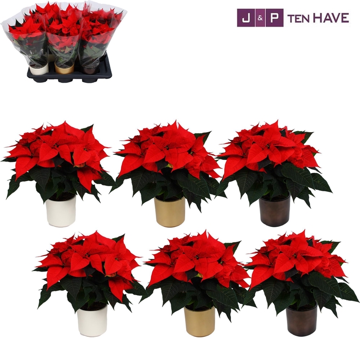 <h4>Poinsettia 13cm ''Premium red'' 5+ in gemengd keramiek</h4>