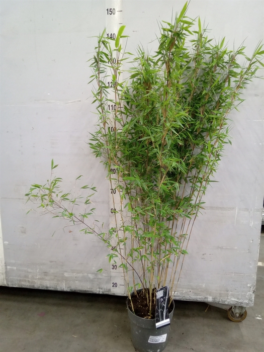 <h4>Fargesia nitida 'Volcano'</h4>