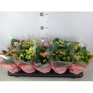 Kalanchoe blos.   ..rosebud mix  5