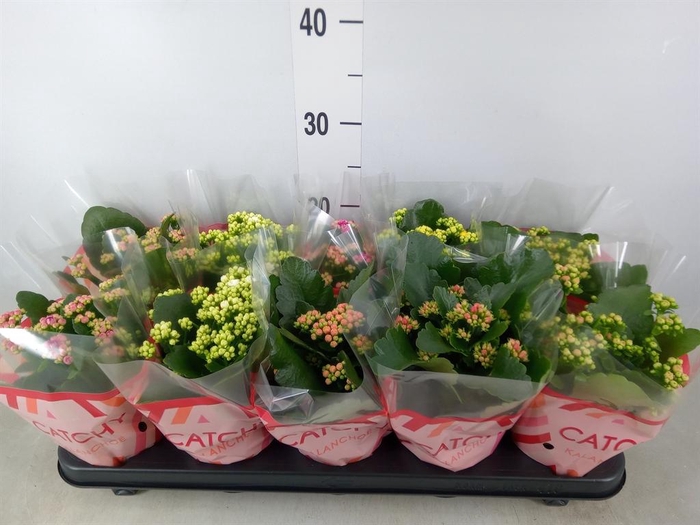 <h4>Kalanchoe blos. ..rosebud mix 5</h4>