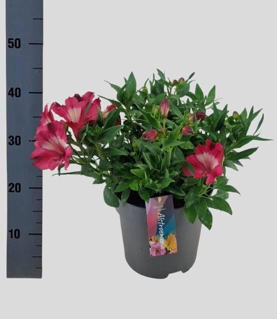 <h4>ALST INTI ROMANCE</h4>