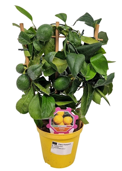 <h4>CITR LIMON</h4>