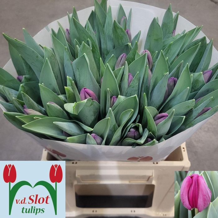 <h4>TU EN BULLIT</h4>