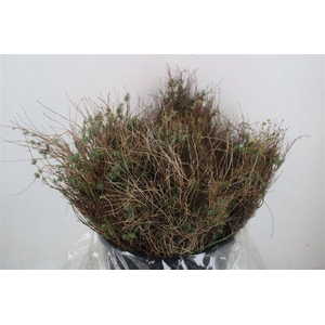 Euph Spinoza Medium 200gr P Bunch