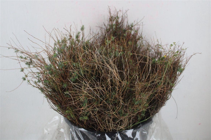 <h4>Euph Spinoza Medium 200gr P Bunch</h4>