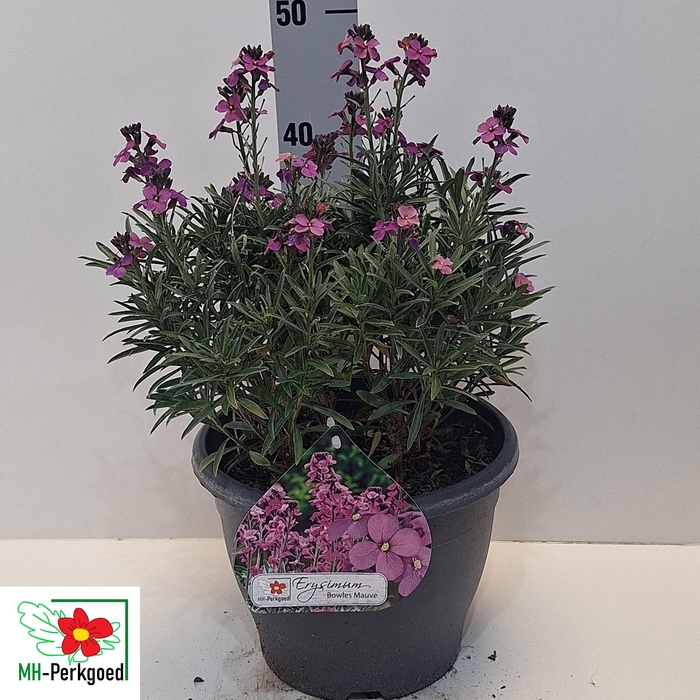 <h4>ERYS BOWLES MAUVE</h4>