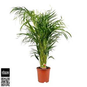 Dypsis Lutescens P21cm - H100cm (Areca)