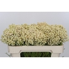 Kaaps Groen Lanug. White