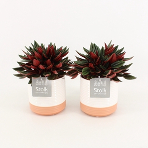 Peperomia Rosso in Milou Keramiek