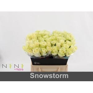 Rosa large snowstorm+