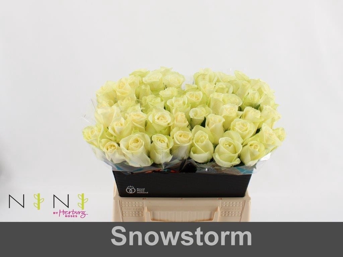 <h4>Rosa large snowstorm+</h4>