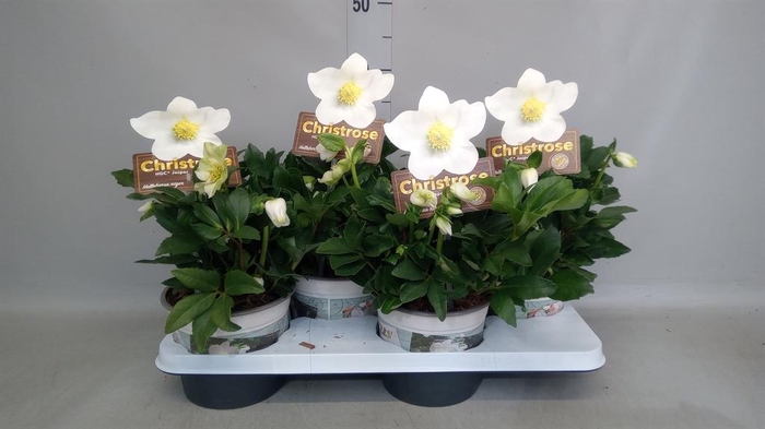 <h4>Helleborus niger 'Jasper'</h4>