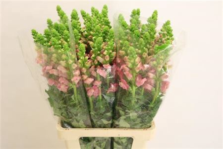 Antir Poto Cher Rose