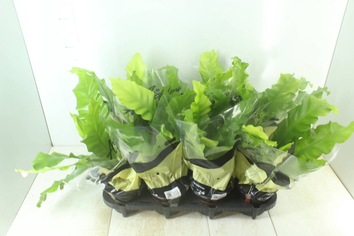 <h4>ASPLENIUM NIDUS P15</h4>