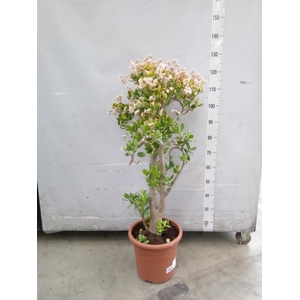 Crassula ovata 'Sunset'