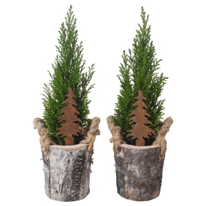 PTK25169 Ellwoodii in hout pot met decoratie