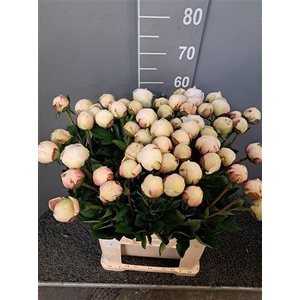 Paeo L Odile 60 Cm Bianco