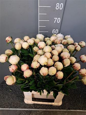 <h4>Paeo L Odile 60 Cm Bianco</h4>