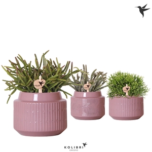 Kolibri Greens Rhipsalis mix in Maze pot purple