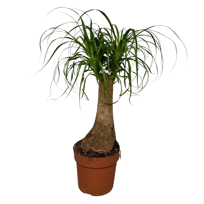 <h4>Nolina recurvata</h4>