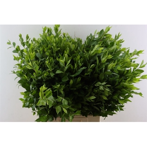 Ligustrum Vulgare P Stem