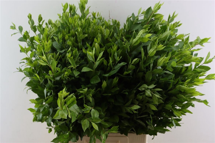 <h4>Ligustrum Vulgare P Stem</h4>