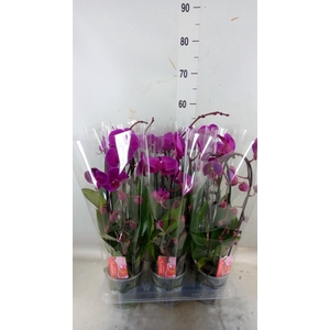 Phalaenopsis  'Elegant Cascade'