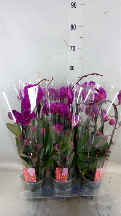 <h4>Phalaenopsis 'Elegant Cascade'</h4>