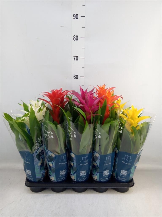 <h4>Guzmania   ...mix</h4>