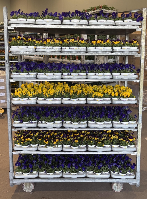 <h4>VIO CO MIXK</h4>