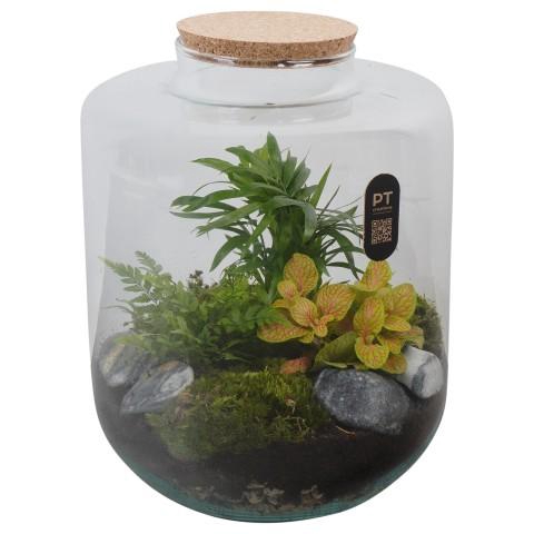 <h4>PTTER8126 Arrangement terrarium in glazen terrarium</h4>