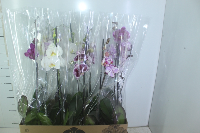 <h4>PHALAENOPSIS MIX P12</h4>