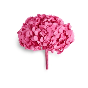 Hydrangea candy pink