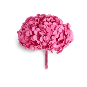 Hydrangea candy pink