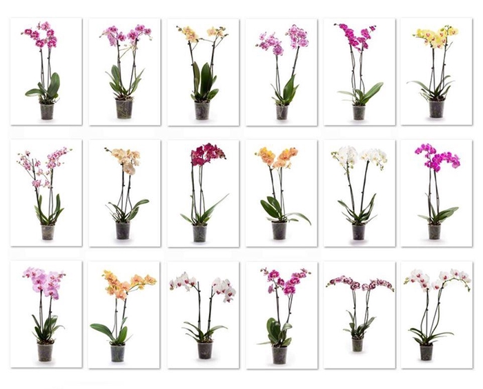 <h4>Phal op Kleur 18 Soorten 2T16+</h4>