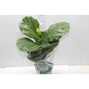 FICUS LYRATA P17