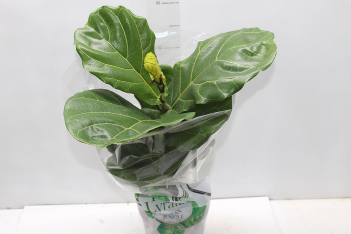 <h4>FICUS LYRATA P17</h4>