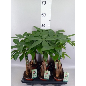 Pachira aquatica