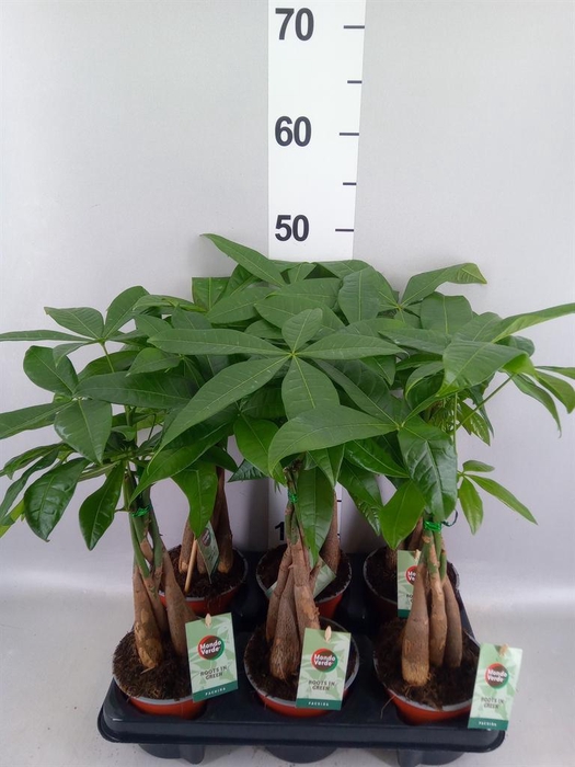 <h4>Pachira aquatica</h4>