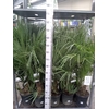 Chamaerops humilis